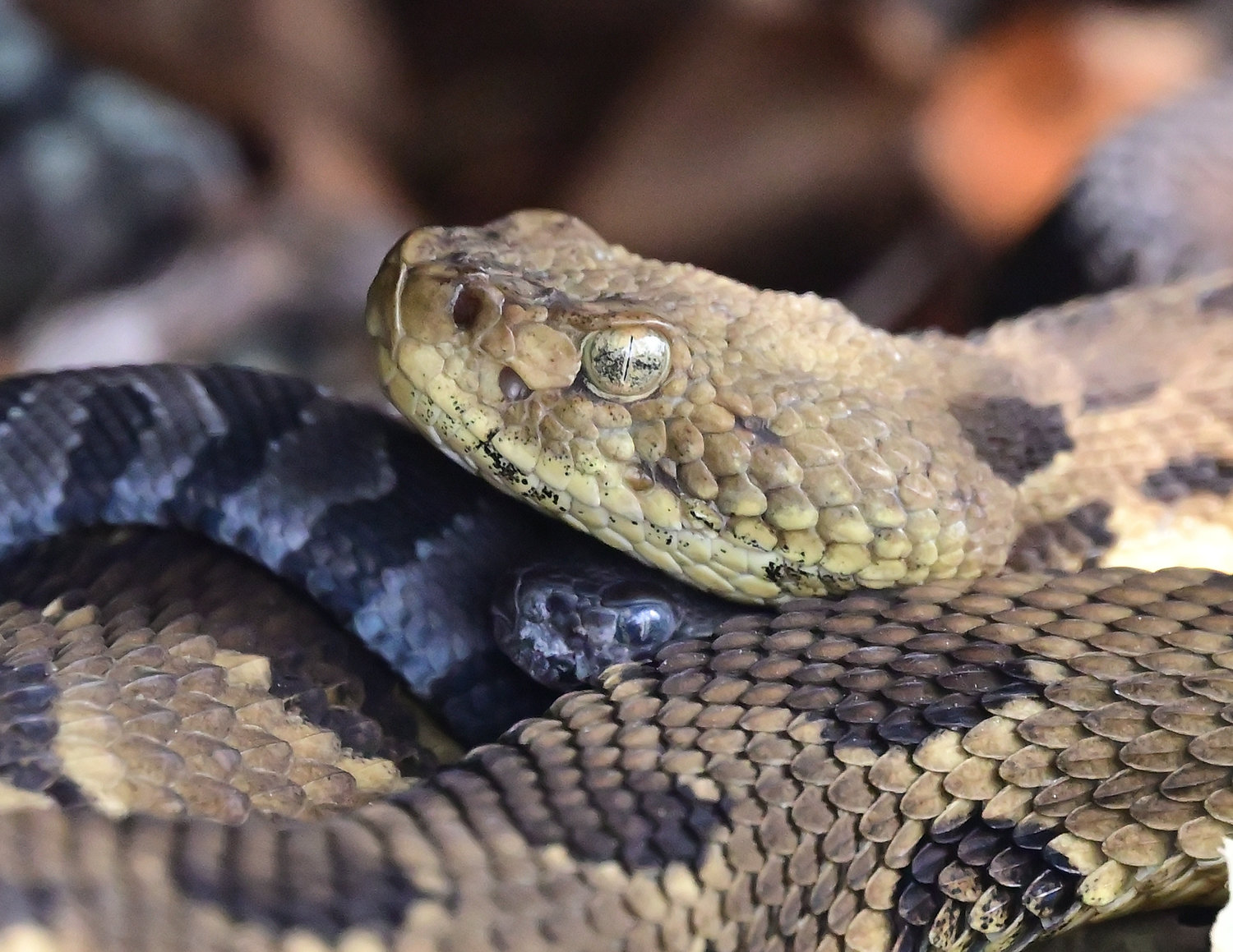 A female yellow phase timber rattlesnake is resting with another adult female and at least five other neonates. One of the neonates, about a foot long at birth, is resting just under the adult’s chin. Neonates appear gray with markings without too much coloration difference between the young.